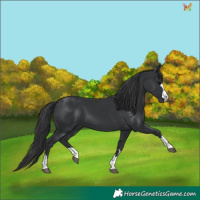 Horse Color:Black 