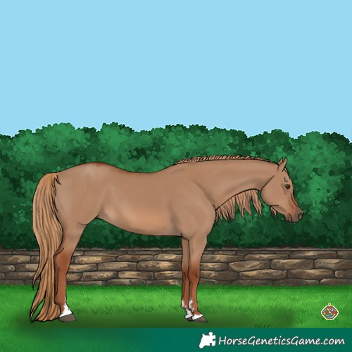 Horse Color:Red Dun 