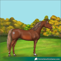 Horse Color:Chestnut 
