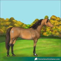 Horse Color:Buckskin 