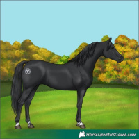 Horse Color:Black 