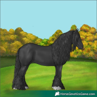 Horse Color:Black 