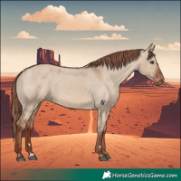 Horse Color:Red Dun Appaloosa 