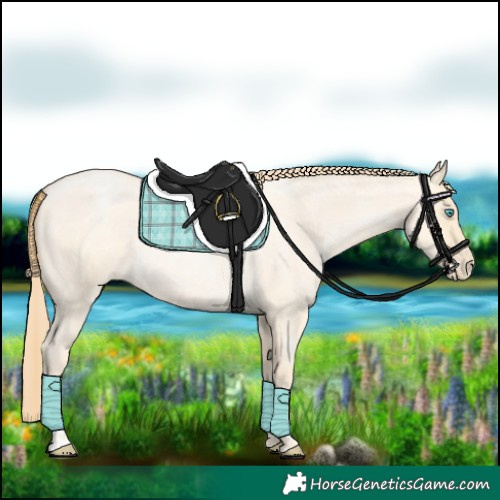 Horse Color:Buckskin Roan Pearl  and Buckskin Roan Pearl 
