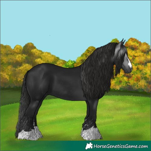Horse Color:Gray Smoky Black 