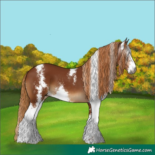 Horse Color:Gray Chestnut Sabino 