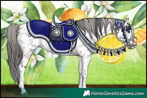Horse Color:Grullo Roan Tobiano Appaloosa 