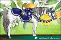 Horse Color:Grullo Roan Tobiano Appaloosa