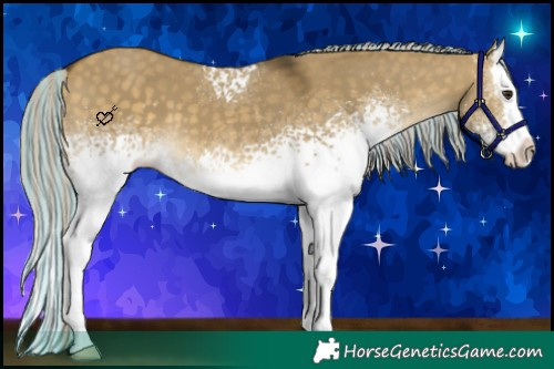 Horse Color:Painted White Spotted Silver Buckskin Dun Splash 
