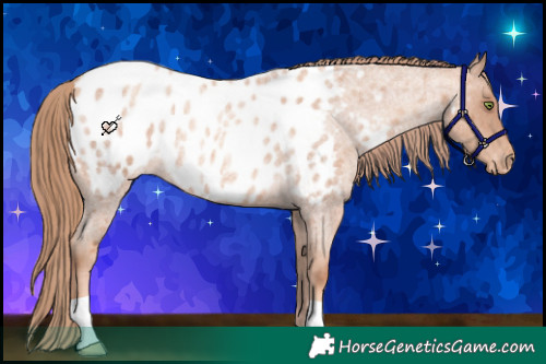 Horse Color:Gold Champagne Roan Appaloosa Rabicano