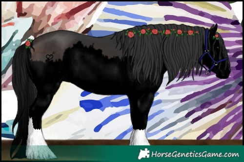 Horse Color:Void Brown Splash