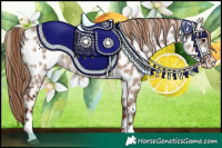 Horse Color:Liver Red Dun Appaloosa Rabicano 