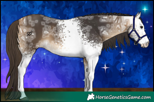 Horse Color:White Spotted Buckskin Ice