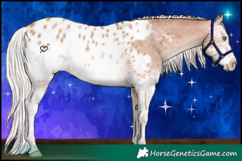 Horse Color:White Spotted Silver Sable Champagne Appaloosa Rabicano 