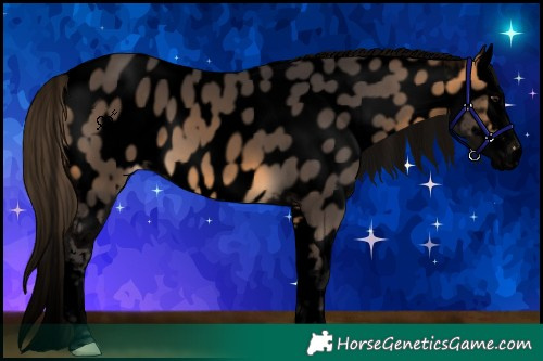 Horse Color:Void Buckskin Splash Appaloosa