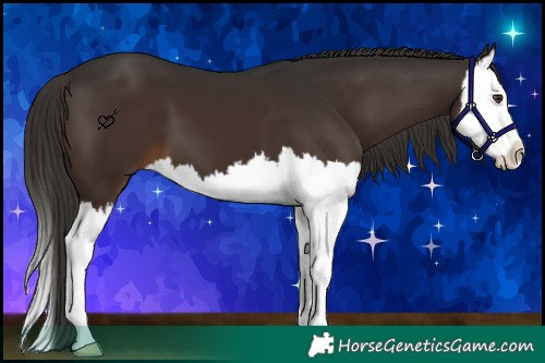 Horse Color:Liver Chestnut Splash