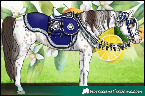 Horse Color:Sable Champagne Roan Tobiano Appaloosa 