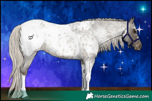 Horse Color:Silver Buckskin Ice Roan Tobiano Appaloosa Rabicano
