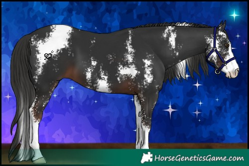 Horse Color:Liver Chestnut Sabino