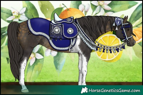 Horse Color:Buckskin Tobiano Rabicano 