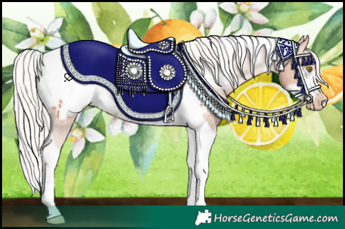 Horse Color:Silver Amber Champagne Tobiano Frame Appaloosa Rabicano 
