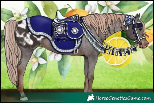 Horse Color:Liver Chestnut Appaloosa 