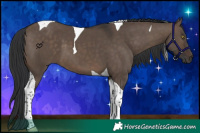 Horse Color:Brown Dun Tobiano