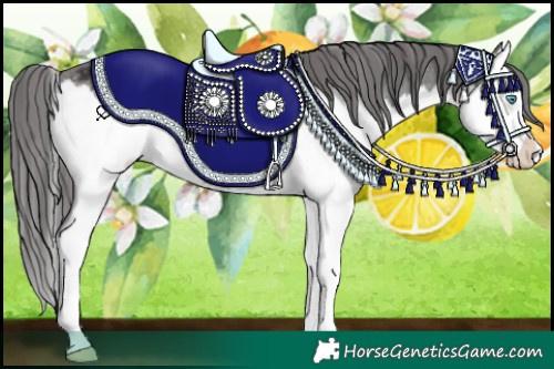 Horse Color:Brown Sabino Splash Appaloosa
