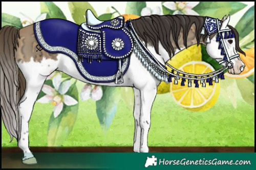 Horse Color:Buckskin Ice Sabino Splash 