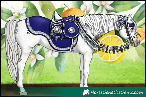 Horse Color:Silver Brown Splash Tobiano Frame Rabicano
