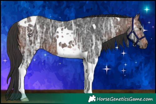 Horse Color:Bay Ice Tobiano