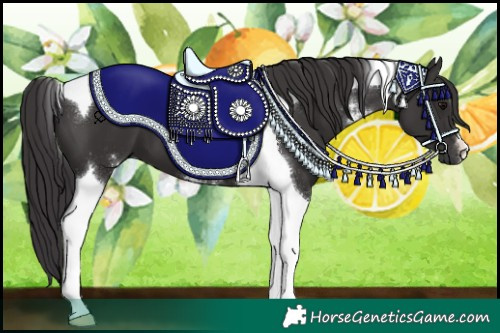 Horse Color:Smoky Black Sabino Tobiano 