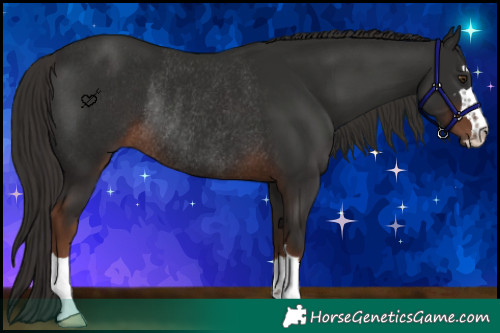 Horse Color:Liver Chestnut Rabicano