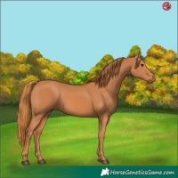 Horse Color:Chestnut 