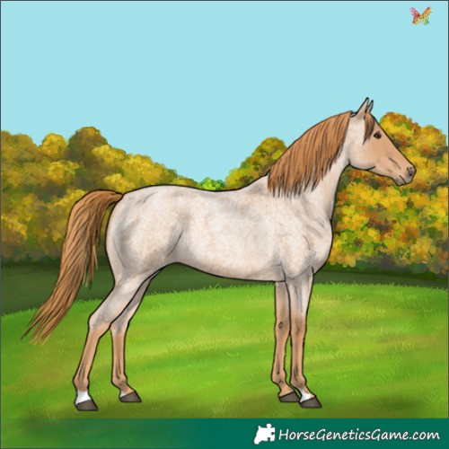 Horse Color:Red Roan 