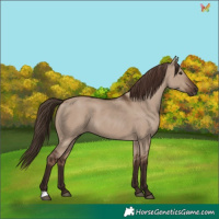 Horse Color:Liver Red Dun 