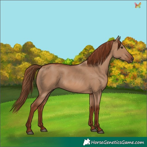 Horse Color:Red Dun