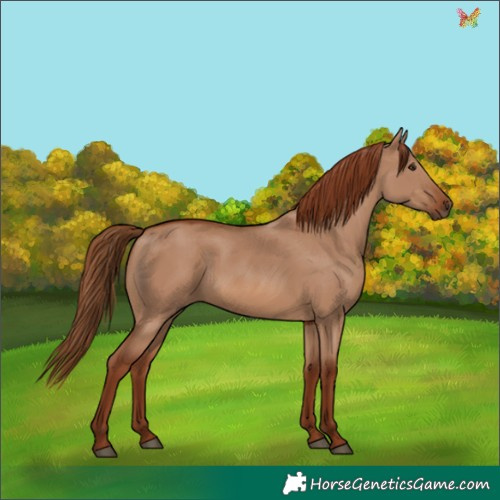 Horse Color:Red Dun