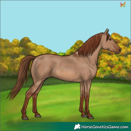 Horse Color:Red Dun 