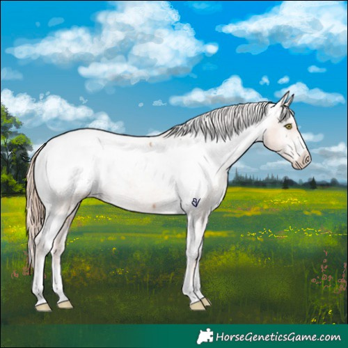 Horse Color:Gold Champagne Appaloosa 