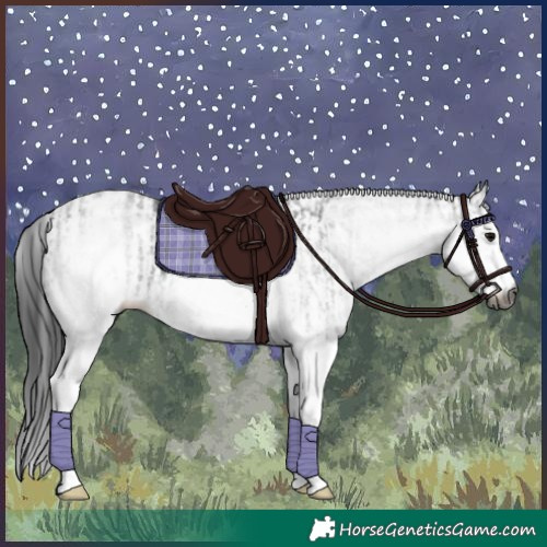 Horse Color:Gray White Spotted Black  and Gray White Spotted Black 