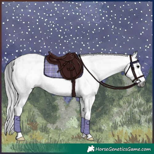 Horse Color:Gray White Spotted Black and Gray White Spotted Black