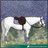 Horse Color:Gray White Spotted Black  and Gray White Spotted Black 