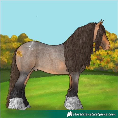 Horse Color:Buckskin Roan Appaloosa 