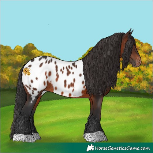 Horse Color:Brown Appaloosa Rabicano 