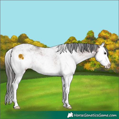 Horse Color:White Spotted Bay Splash 