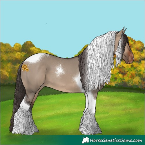 Horse Color:Brown Dun Tobiano Appaloosa 