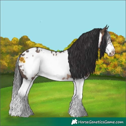 Horse Color:Brown Dun Splash Frame Appaloosa Rabicano 