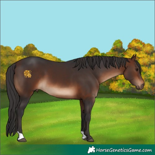 Horse Color:Brown 