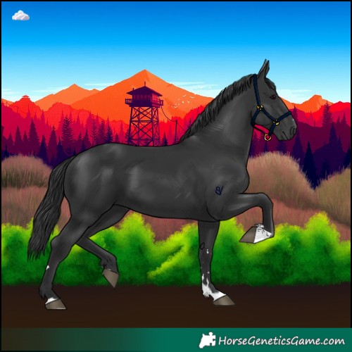Horse Color:Black